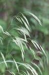 Hairy woodland brome